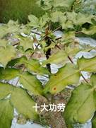 taptap官方网站