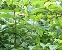 taptap官方网站